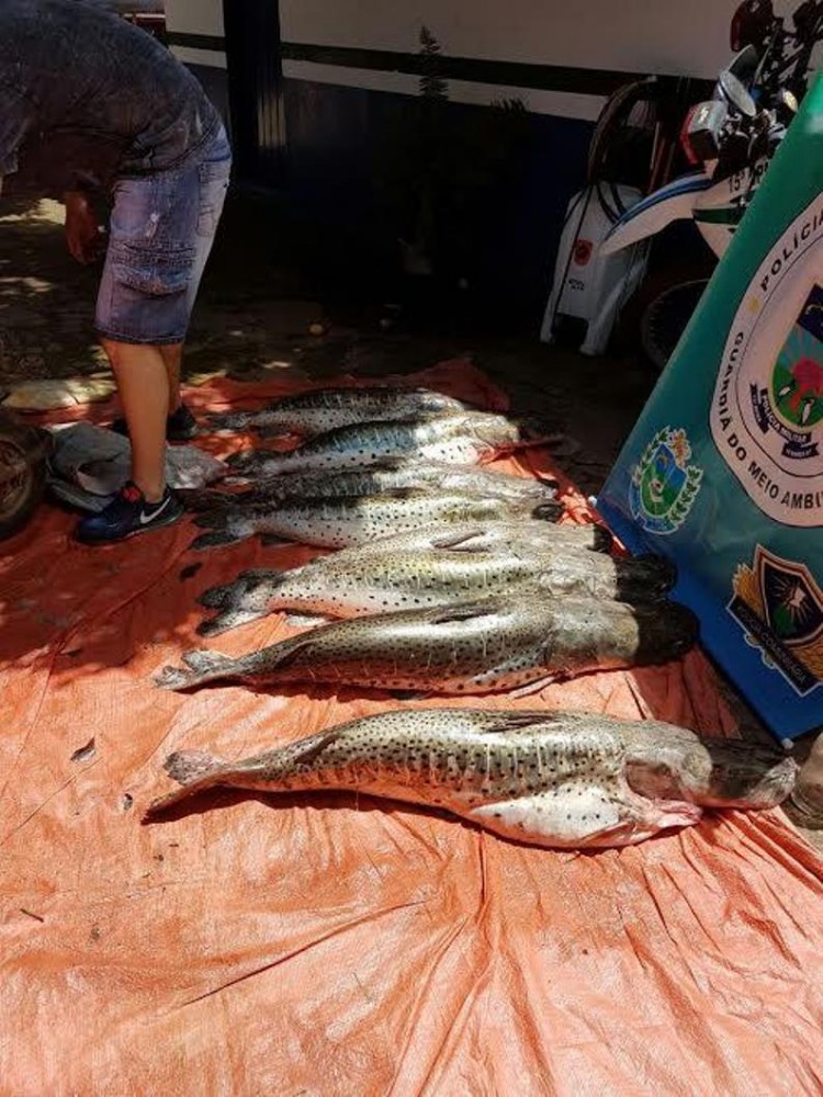 Três são flagrados com 191 kg de pintados e pacus e levam multa de quase R$ 15 mil