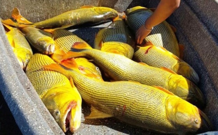 Matança de dourados se dá perto de hidrelétrica no Rio Paraná