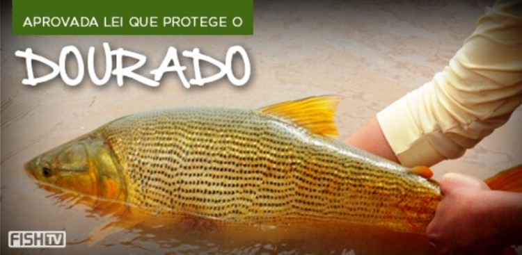 Aprovada lei que protege o dourado em Aquidauana - MS