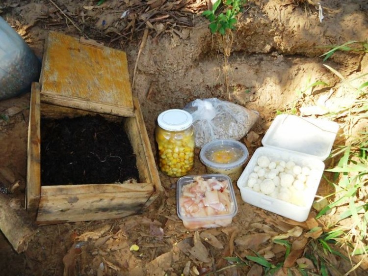 Iscas naturais: conheça as iscas para peixes de água doce.