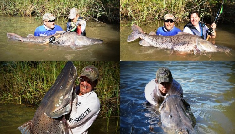 Surubí gigante de 80kilos capturado em Itati, Puerto Rzepeck